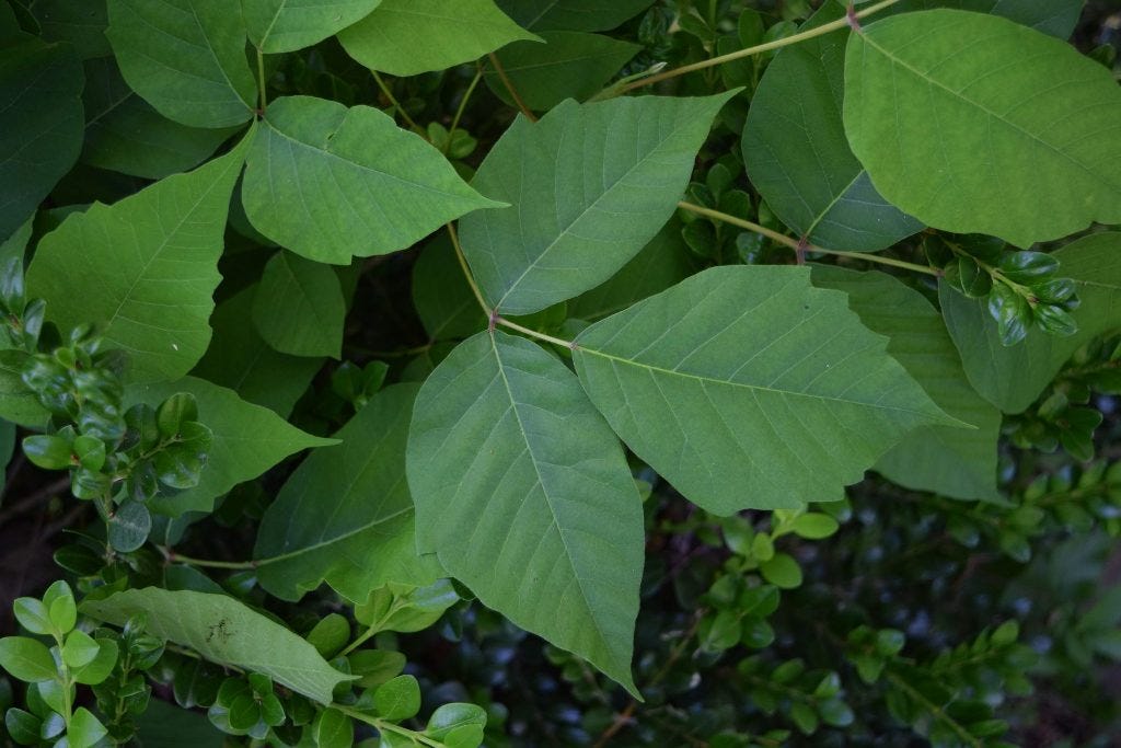 Poison ivy Poison ivy