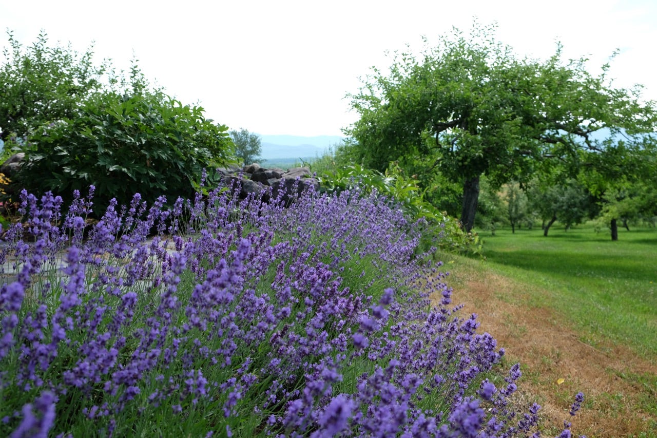 Lavender along the patio