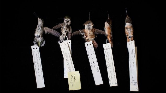 Inside the Strange World of Dried Hummingbird Love Charm Trafficking