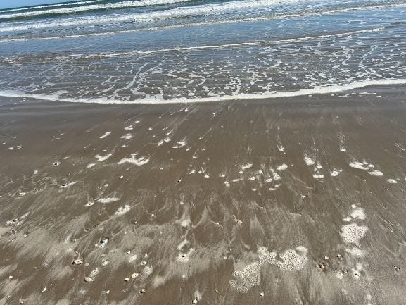 Shells on the beach