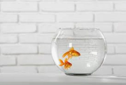 photo of two goldfish in a small goldfish bowl