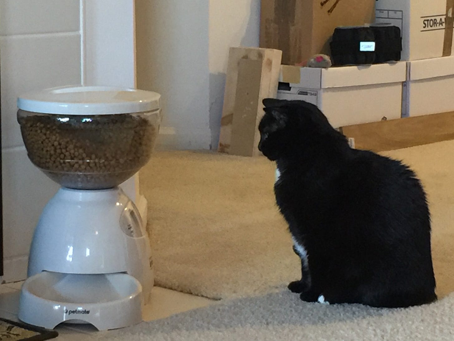 Ever since we started using an automatic feeder to feed my cat she sits in  front of it like this for hours waiting for it to feed her. I think she's  worshipping