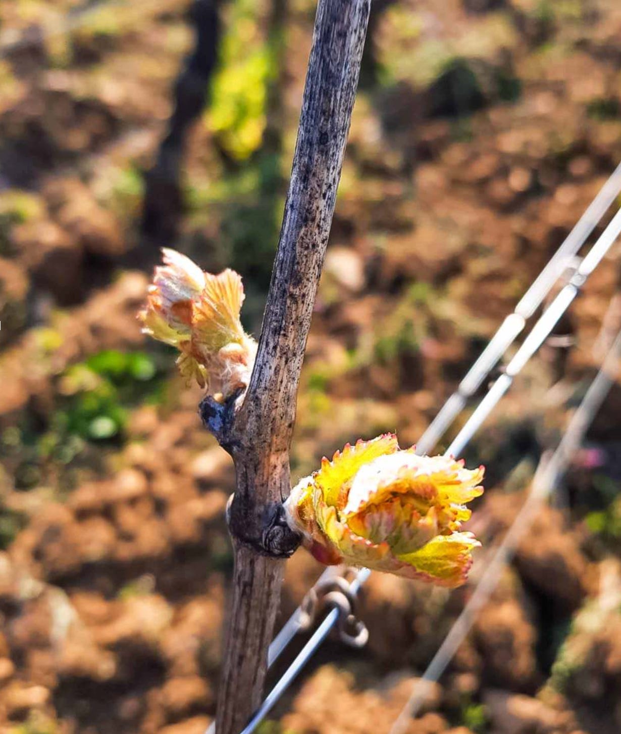 bud break progresses