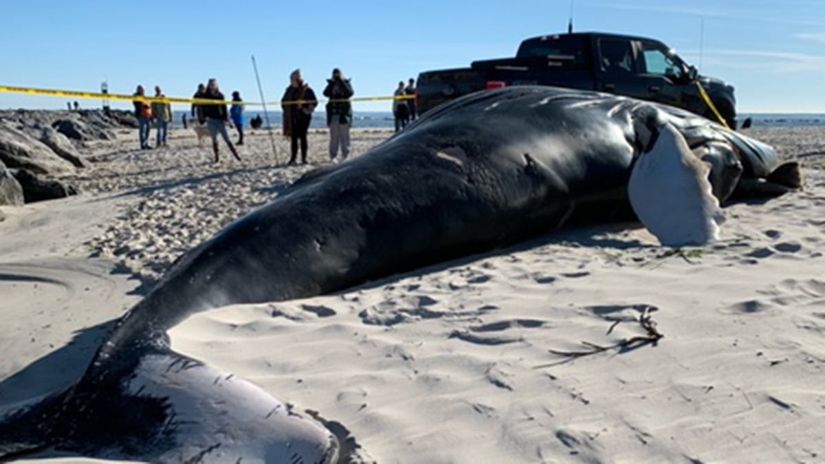 Dead, Frozen Whale Buried at NJ Beach After Removal Proved Too Difficult –  NBC New York