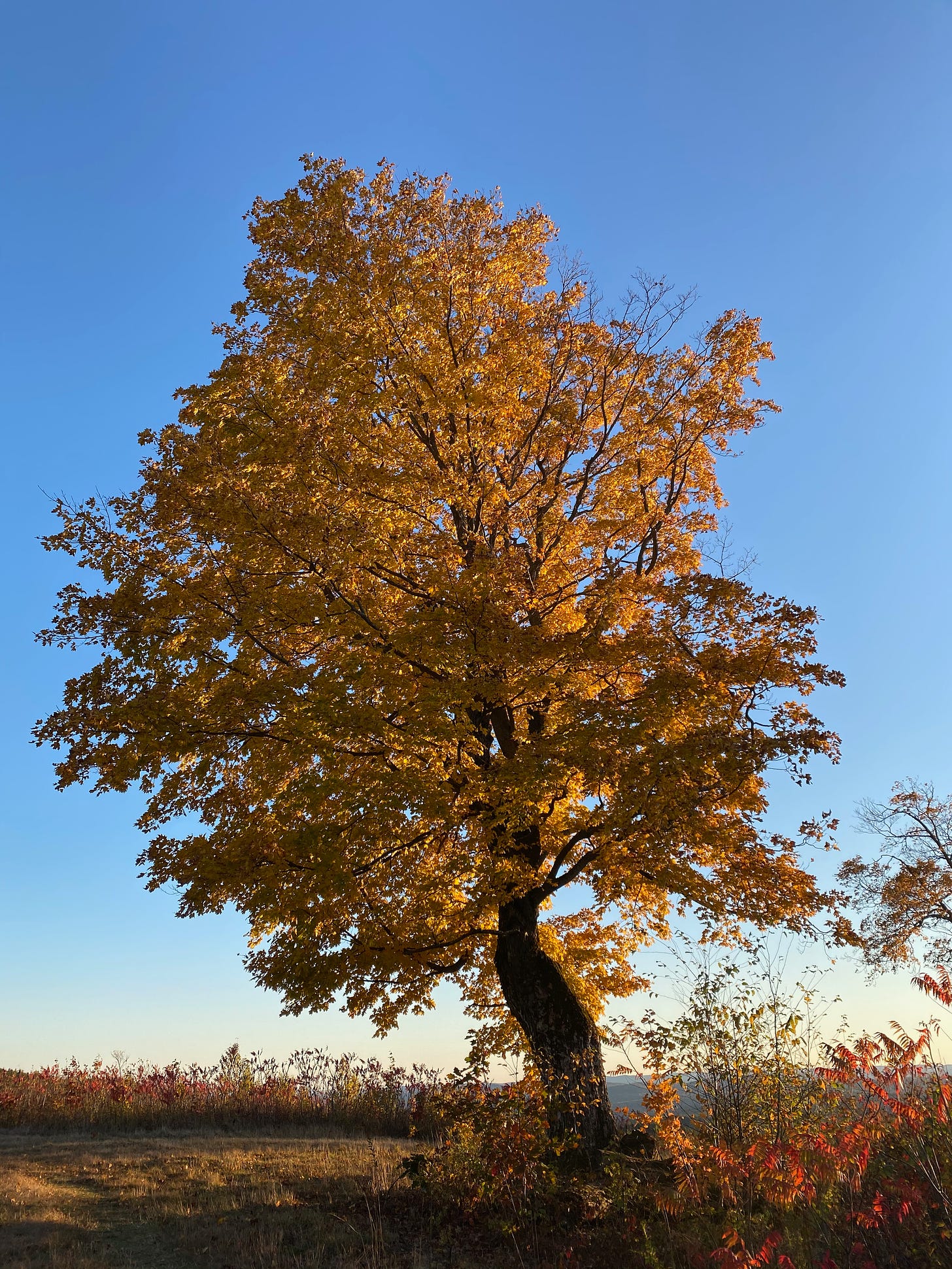 An tall orange sugar maple on top of a hill under a clear blue sky.