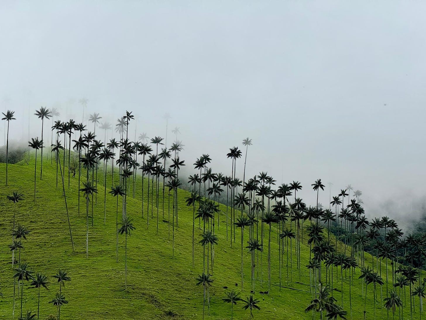 Bosque de palmeras con fondo de niebla en el Valle de Cocora, Salento, Quindío. Foto propia.