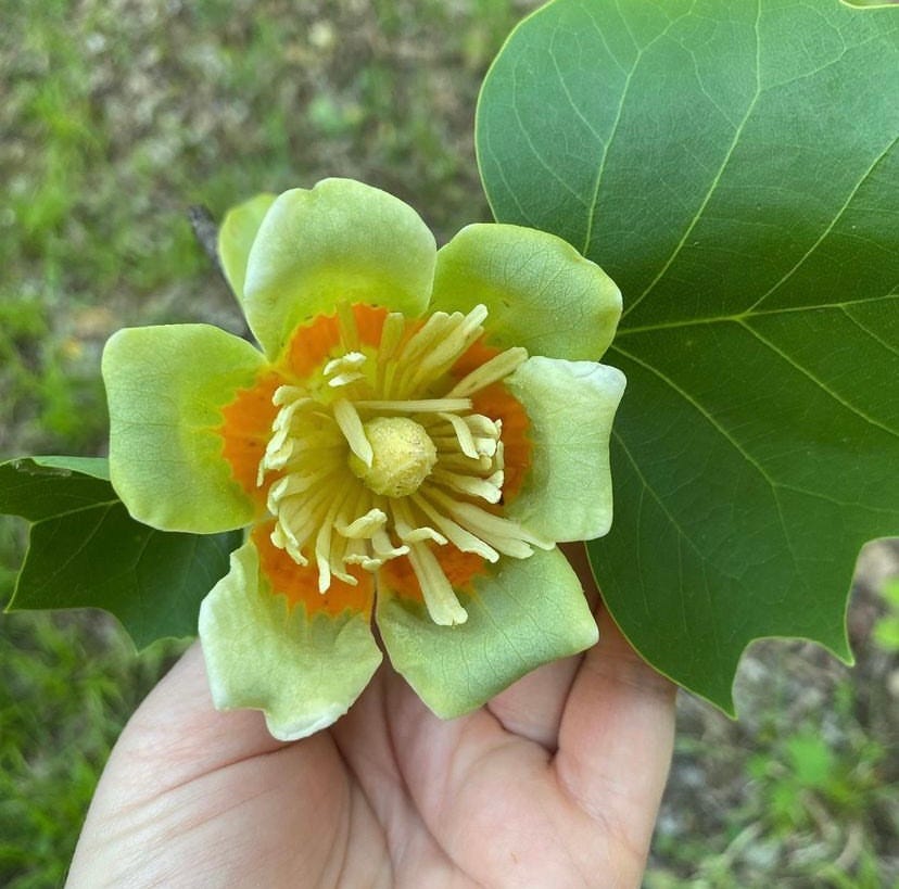 tulip poplar flower