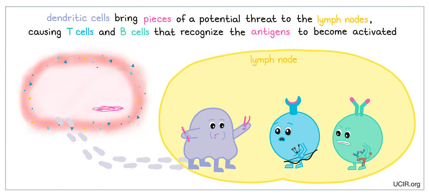 Getting to know the immune system | UCIR