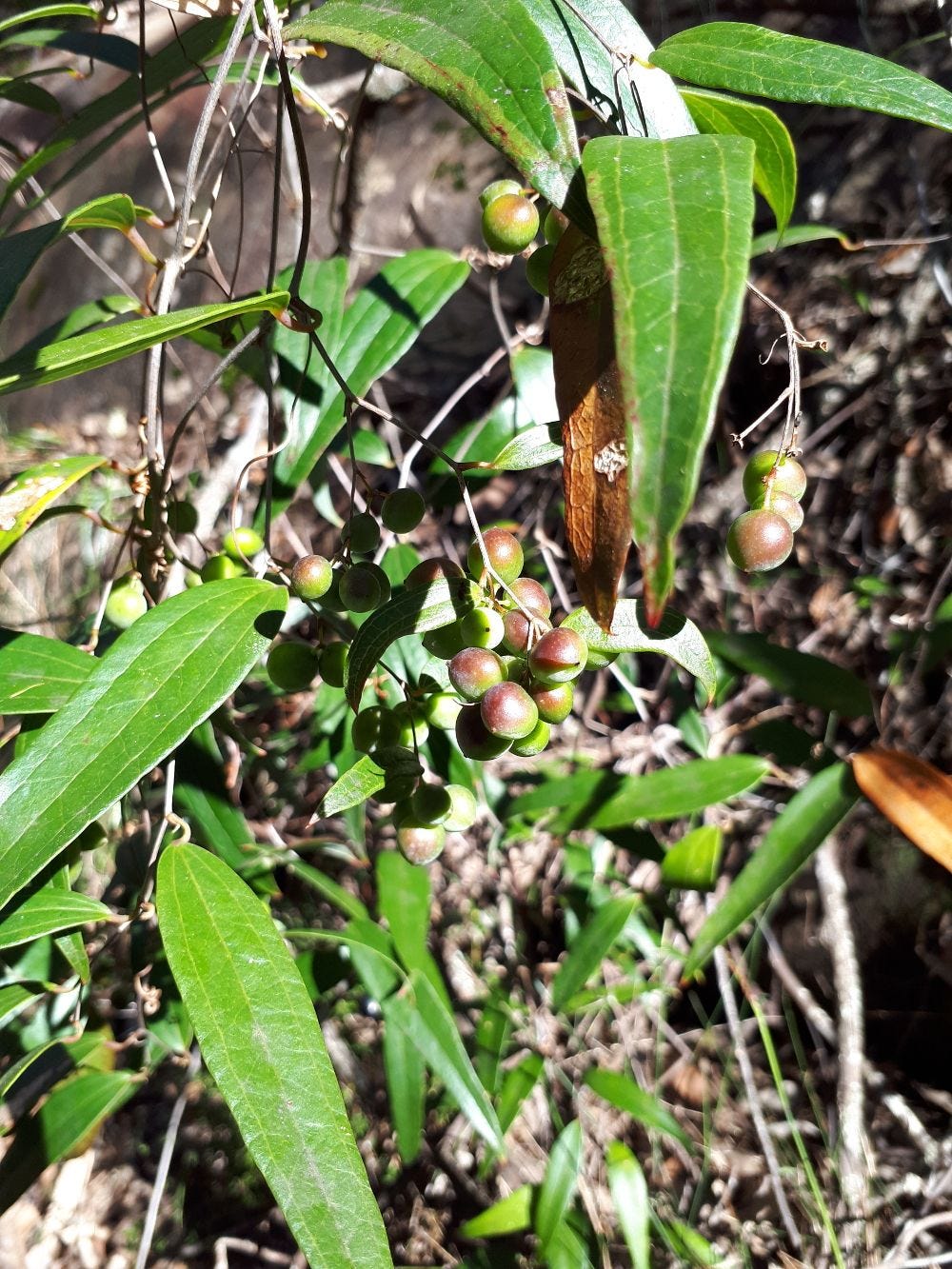 Smilax australis [foliage & fruit] sml.jpg