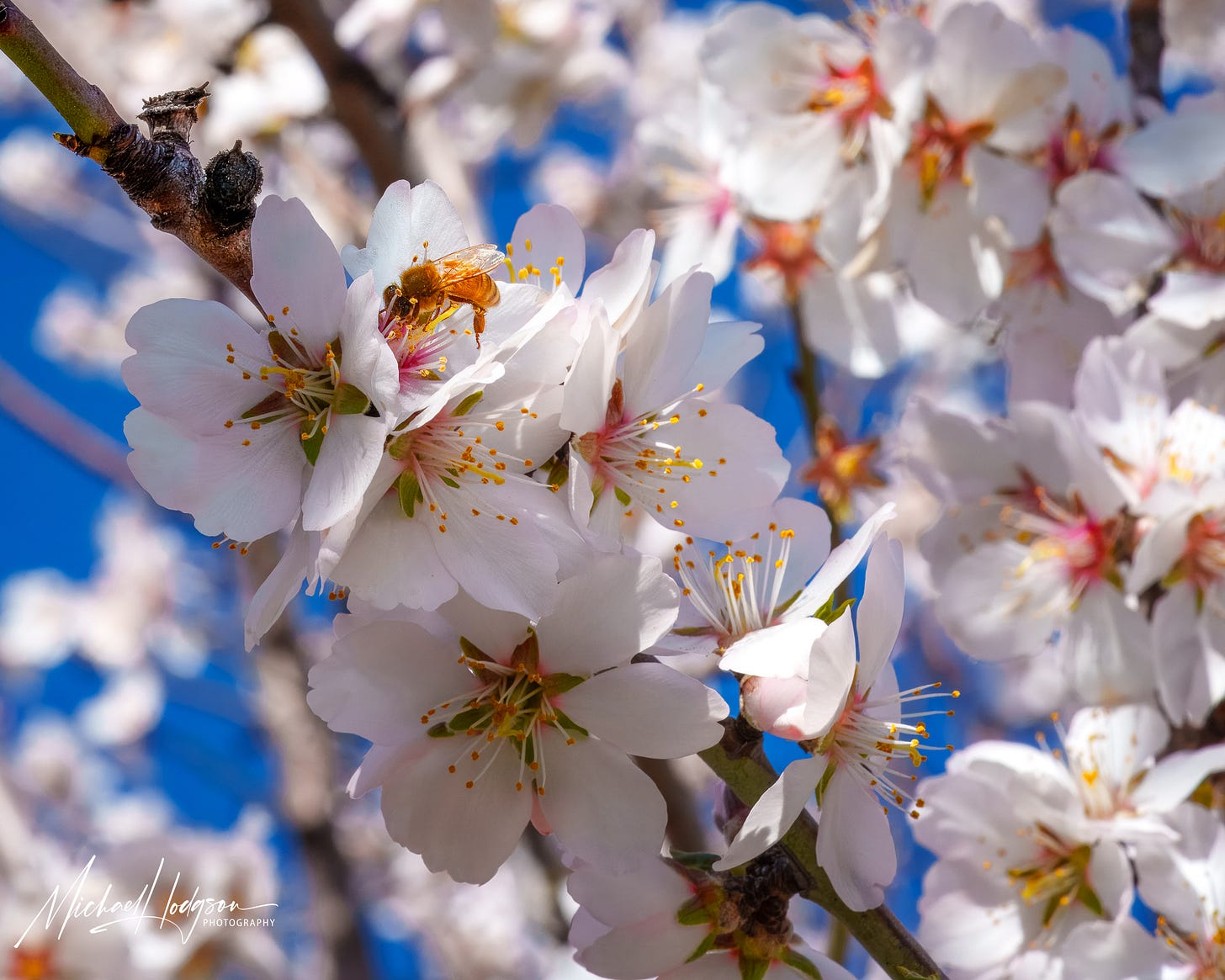 Almond blossoms up close with a bee