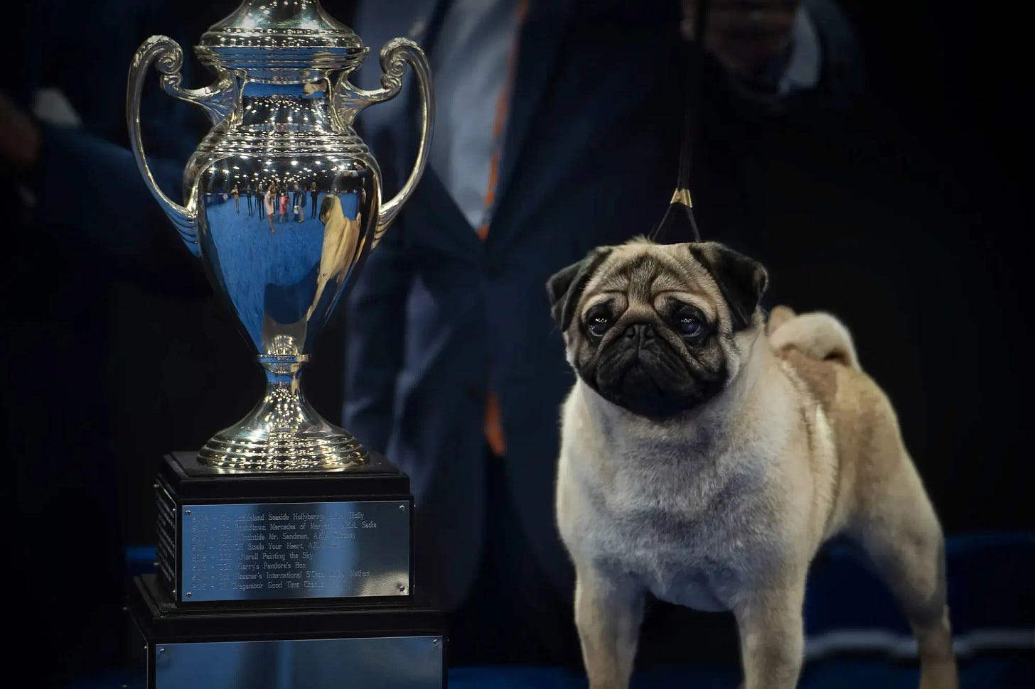 Vito the Pug with what I assume is his trophy.