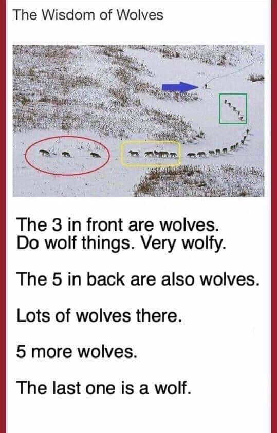 Wisdom of wolves : r/antimeme