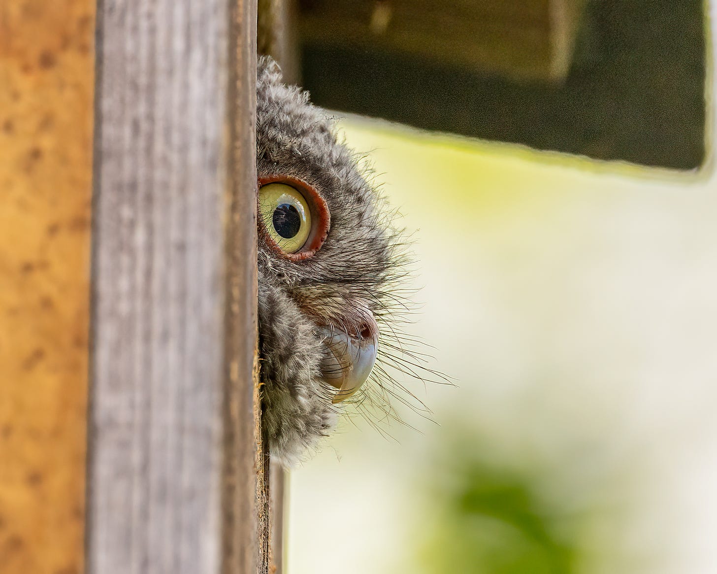 A nestling owl looks out of the box with his big yellow eyes wide open.