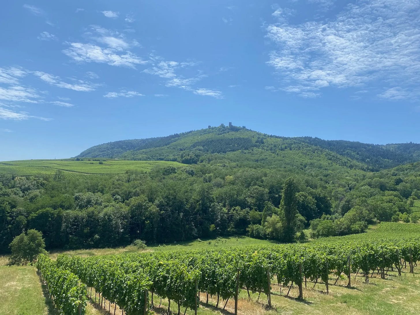 J1, les vignes J1, les vignes
