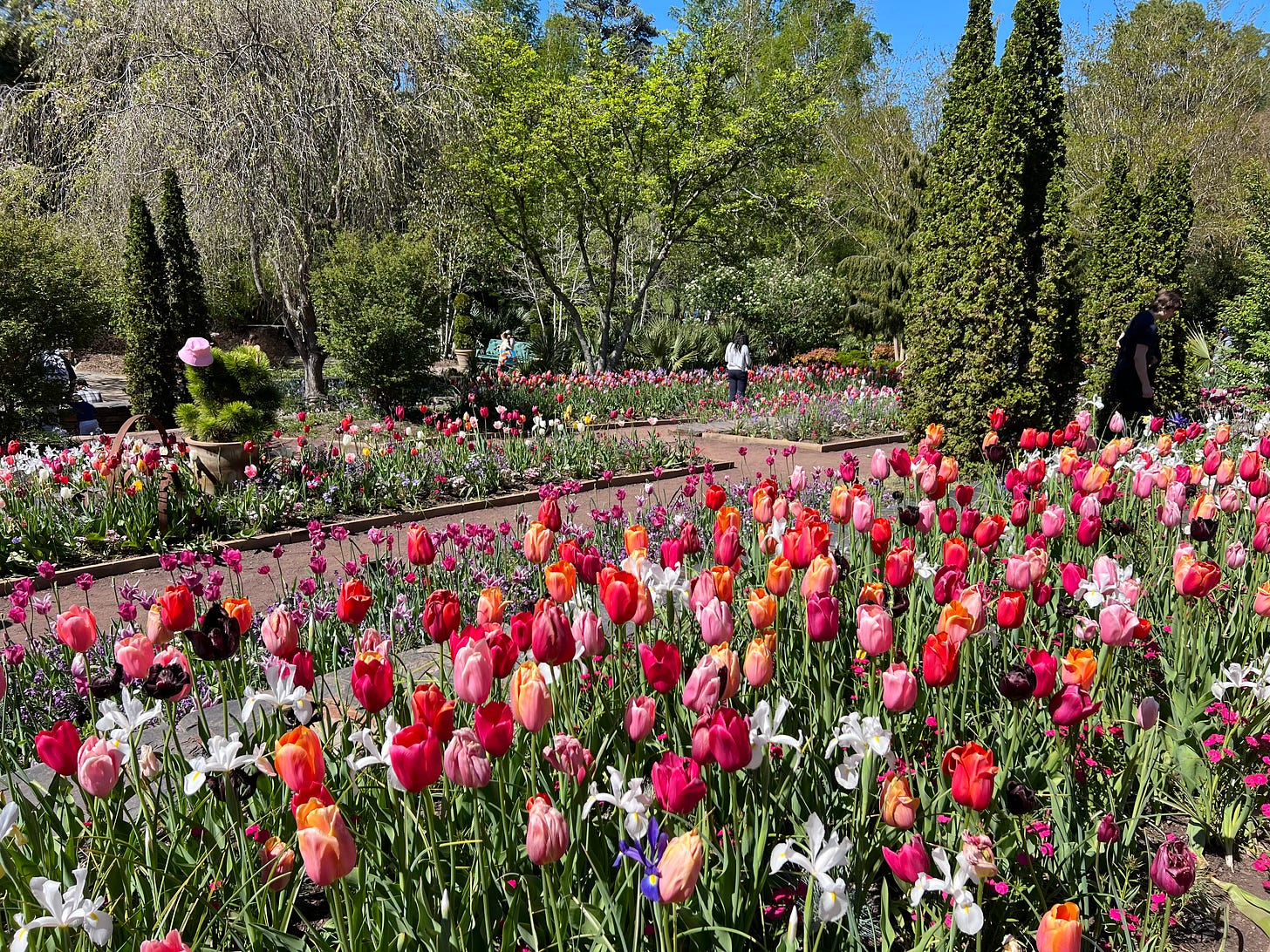 Gorgeous garden with lovely colorful tulips Gorgeous garden with lovely colorful tulips