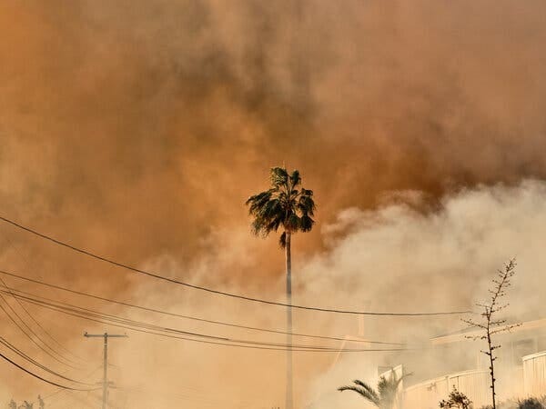 A leafy palm tree is visible amid power cables and clouds of smoke.