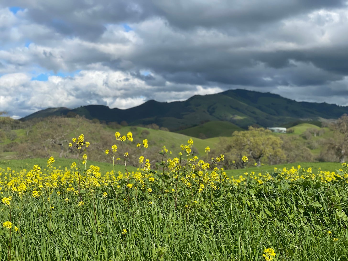 yellow mustards and Mt. Diablo mountain in the background