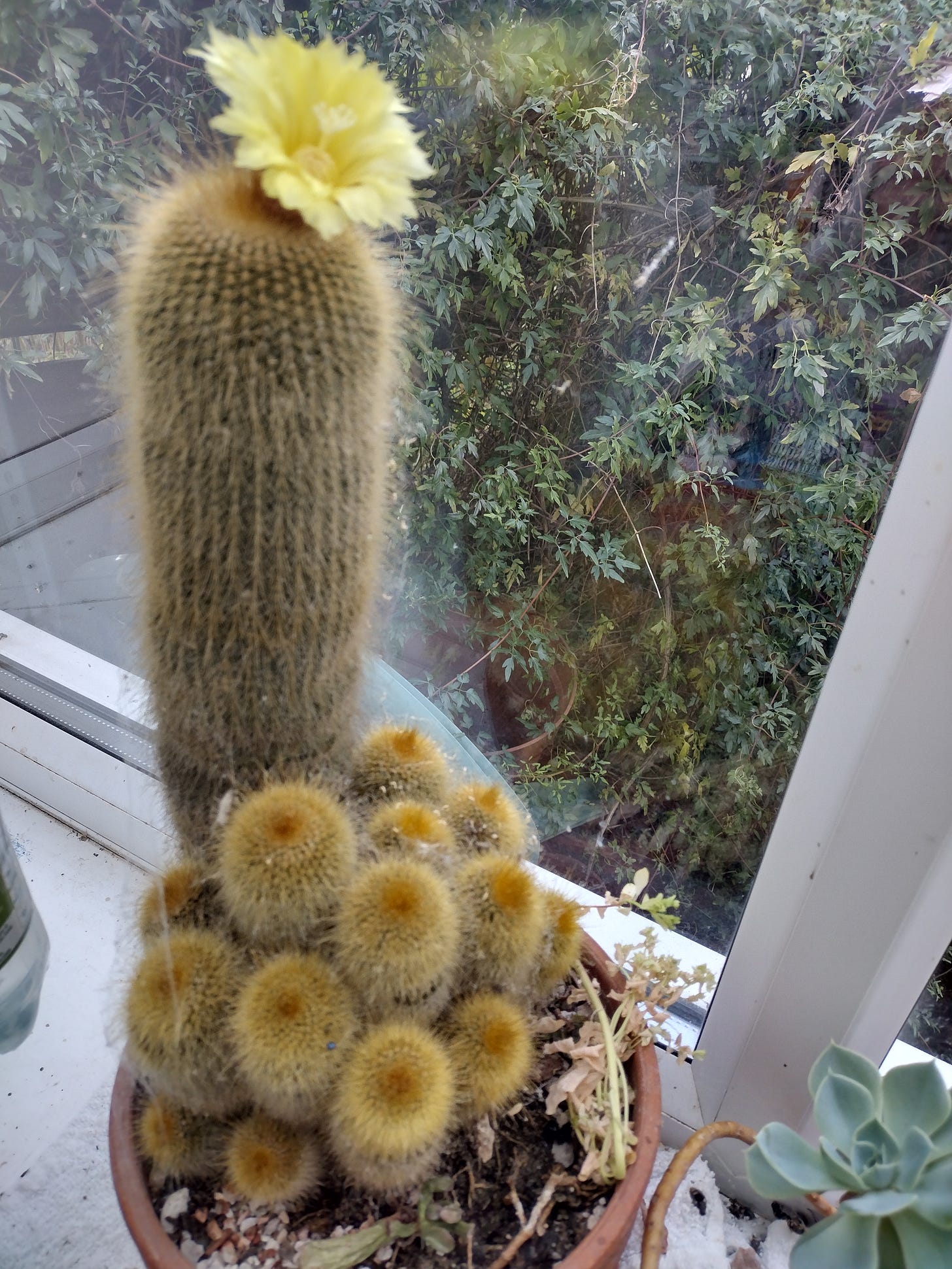 A cactus flowering, by Elaine Freedman