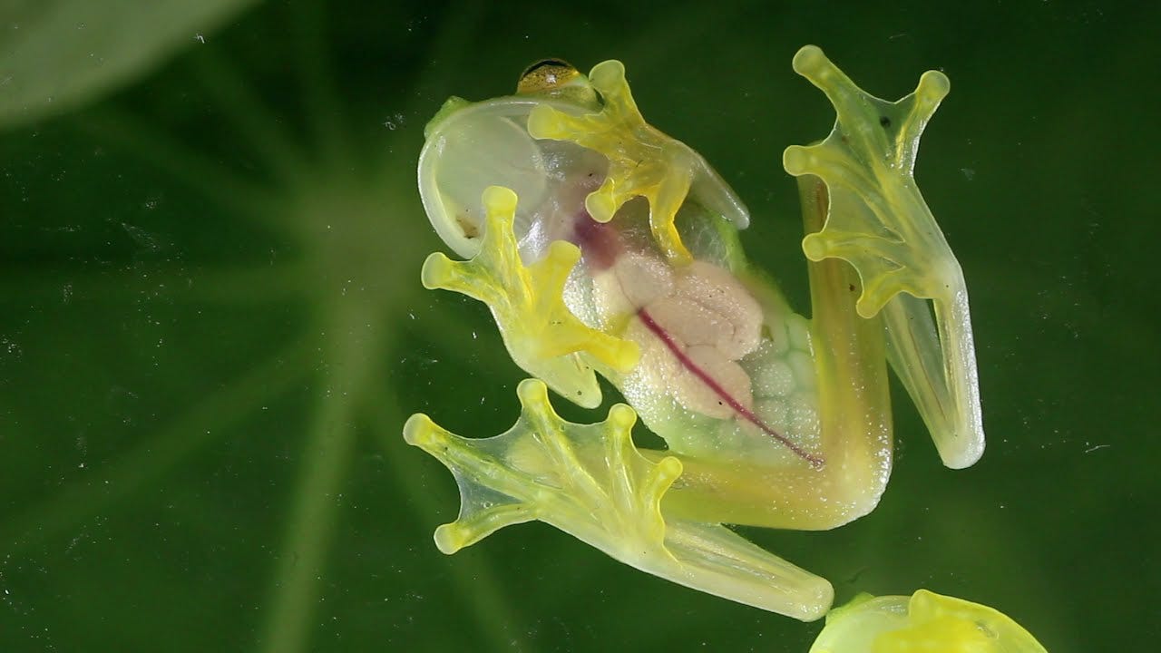 This Glass Frog Has Translucent Skin to Help With Camouflage