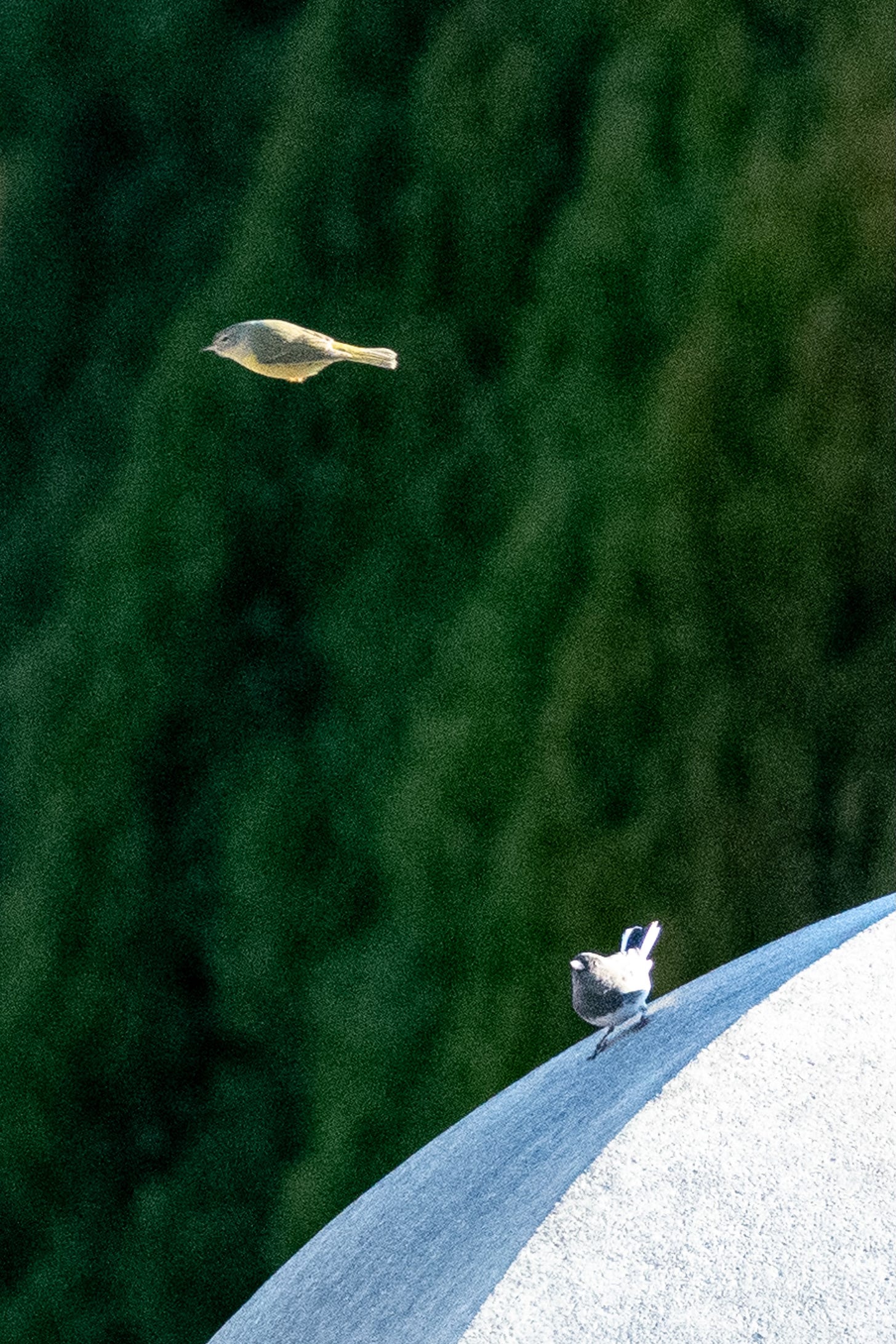 A small bird with a yellow belly, a gray-green back, and white eye-rings bullets above a small white bird with a black belly