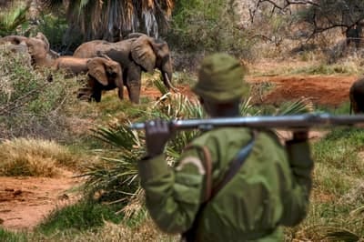 A ranger guards elephants in the Sera Community Conservancy in Kenya, a project that was supported by USAID. A ranger guards elephants in the Sera Community Conservancy in Kenya, a project that was supported by USAID.