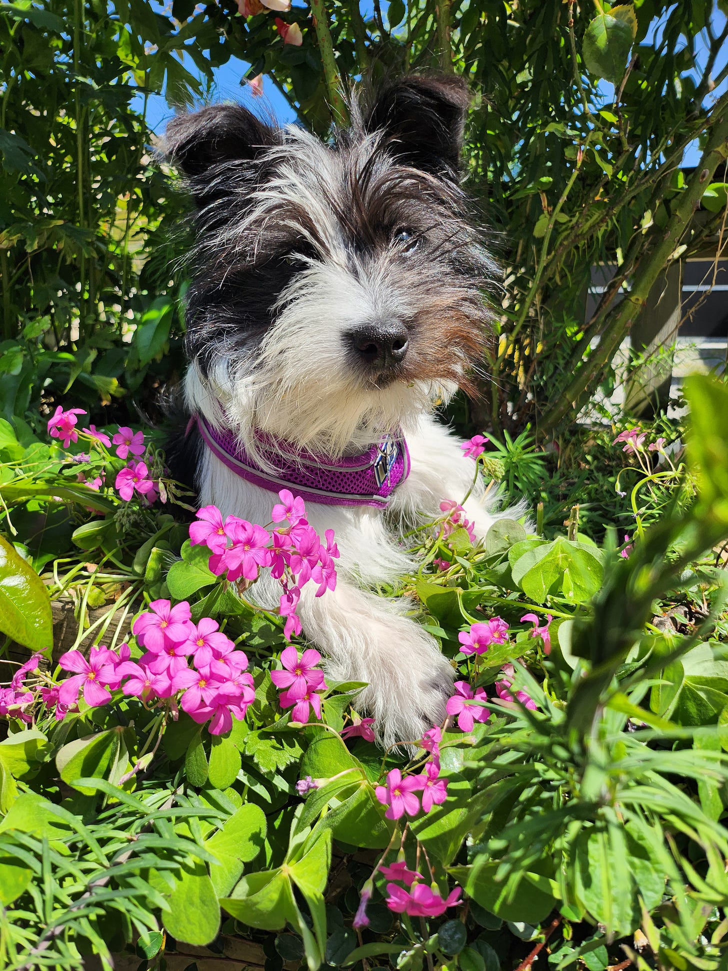 A black and white puppy sits in a flowerbed of bright pink flowers against a backdrop of a clear blue sky