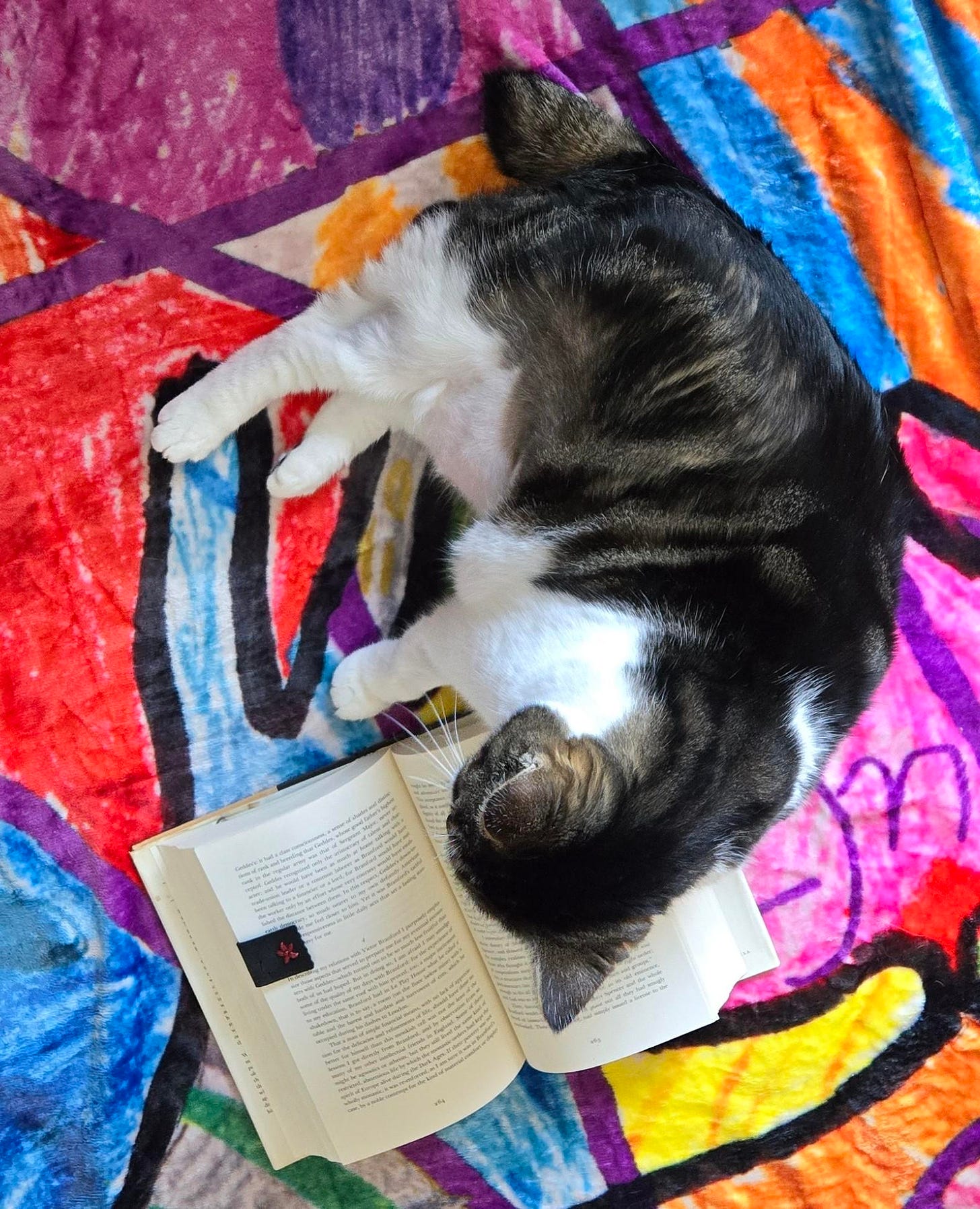 A portion of a Penzey’s Spice blanket, with a bright-colored abstract background, remeniscent of stained-glass. A black outline of a hand, with contrasting colors inside it, is centered. On top of the hand outline is an open book. A tabbied and white cat lounges on the blanket, with her head on the book, as if reading it.