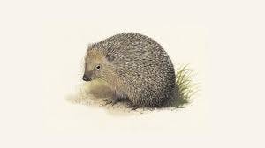 Hedgehog Facts | What They Eat & Other Facts - The RSPB