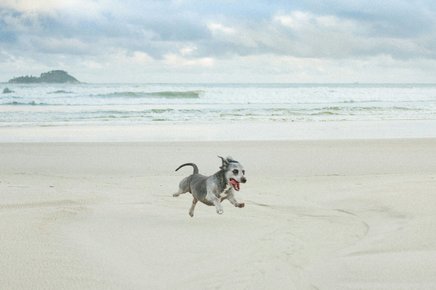 photo of a tiny, old gray dog romping on a sandy beach. 