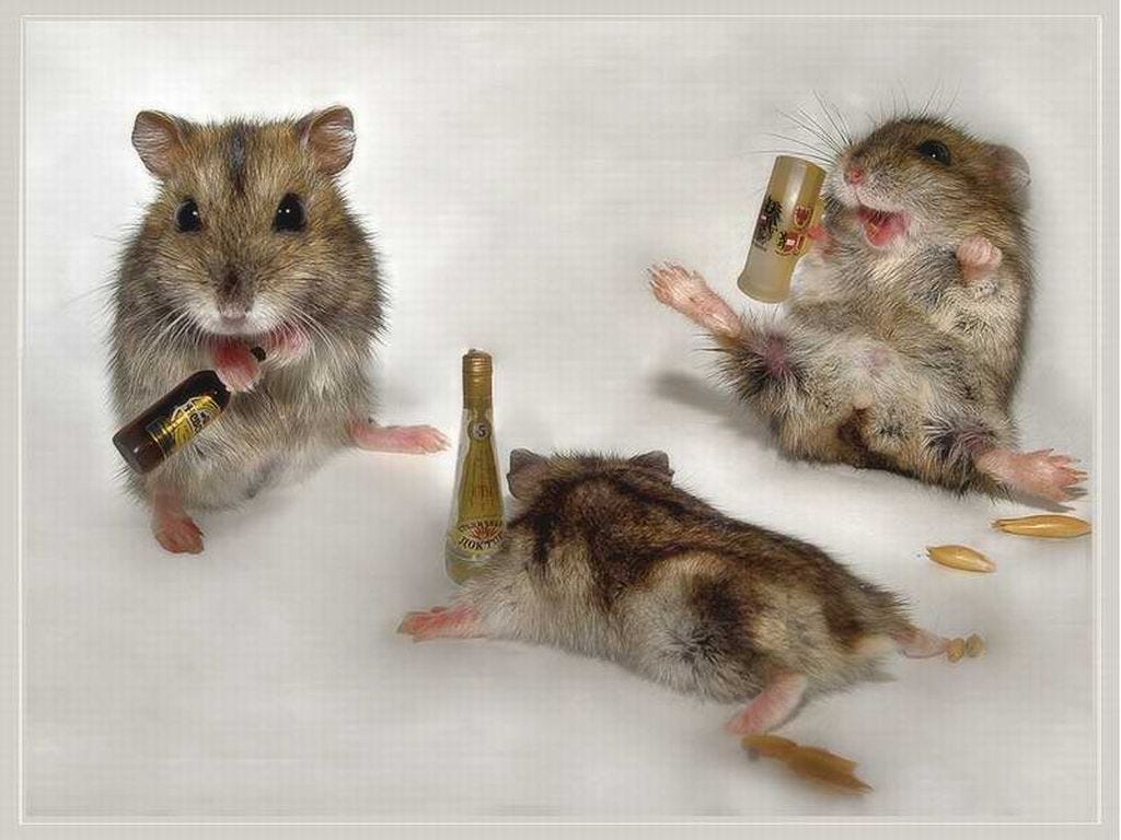 https://images1.fanpop.com/images/photos/1900000/Drunk-Mice-animal-humor-1993688-1024-768.jpg