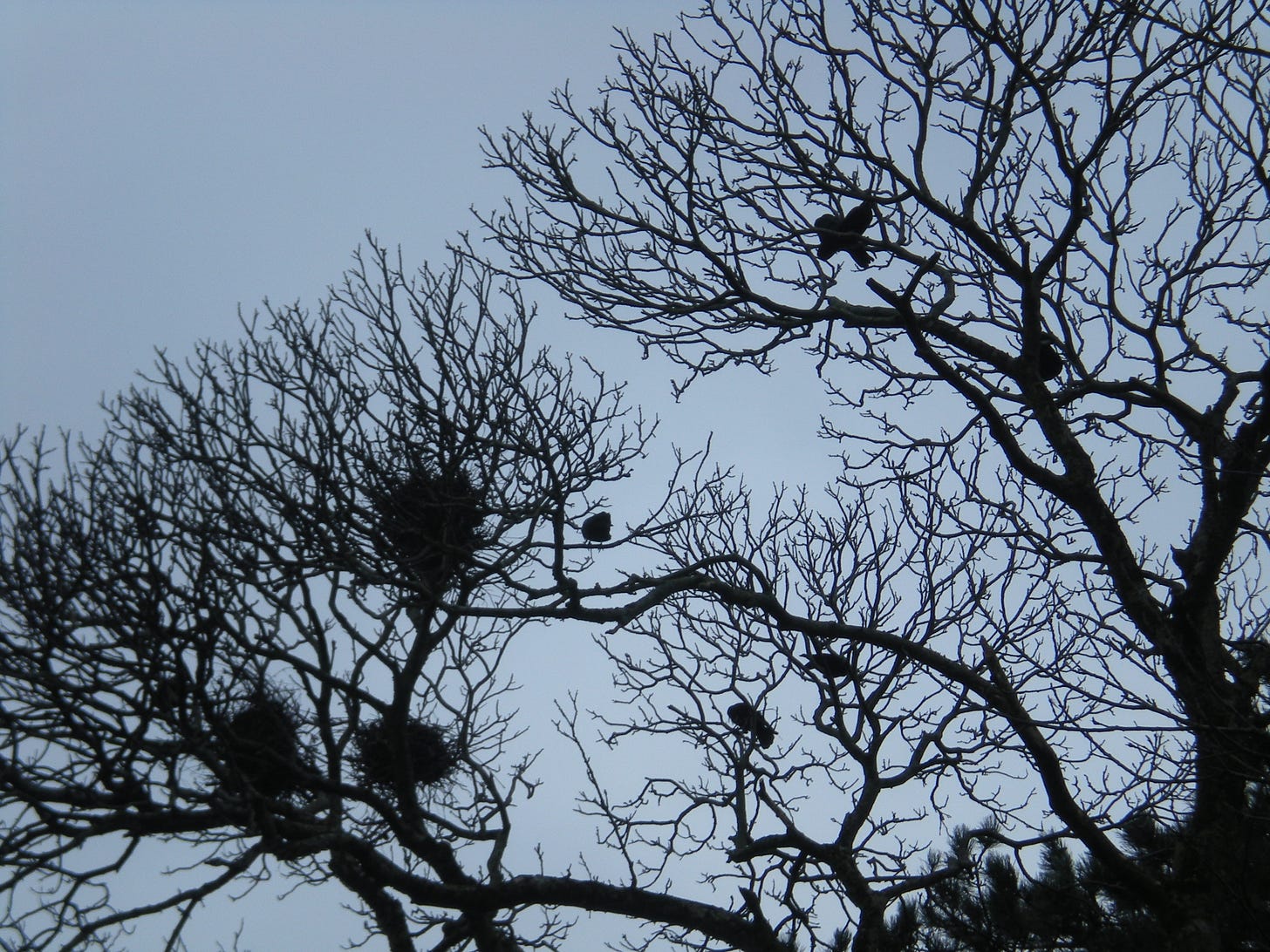 Crows perch on black limbs that also hold large nests, against a gray sky.