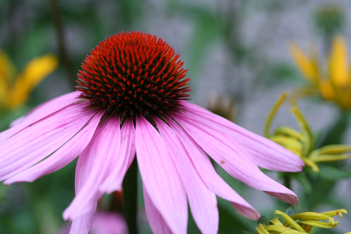 echinacea with pink petals