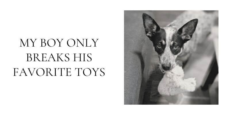 A black and white photo of Scout next to the text My Boy Only Breaks His Favorite Toys