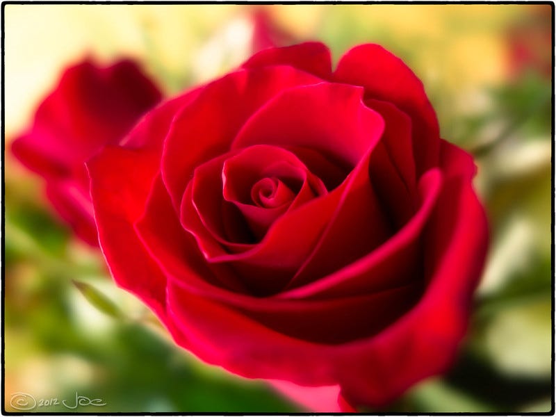 Photo of a red rose