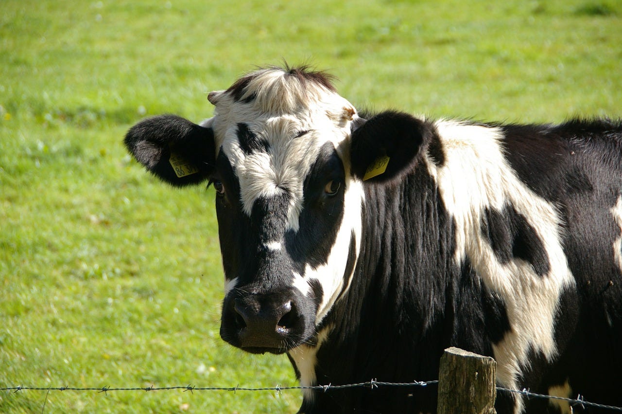 A black-and-white cow in a green field