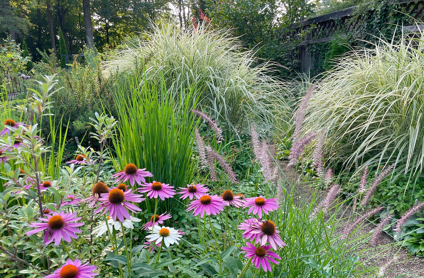 The Long Border, our damp prairie garden, with Echinacea still going strong