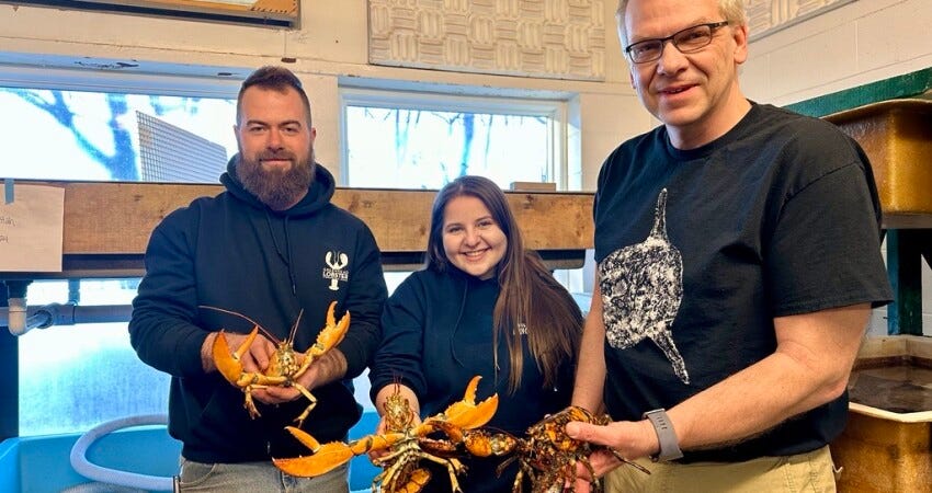 Colored lobster research underway at UNE | National Fisherman