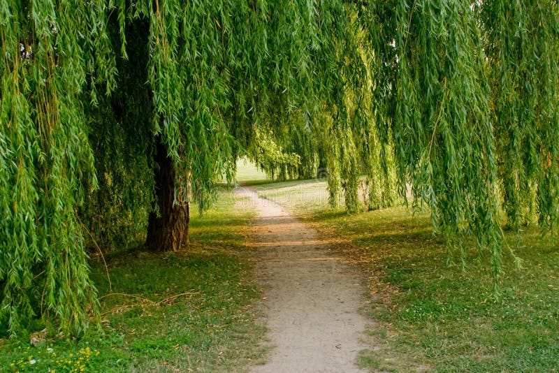 383 Weeping Willow Tree Path Stock Photos - Free & Royalty-Free Stock  Photos from Dreamstime