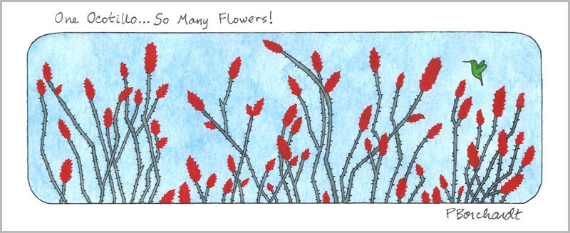 One Ocotillo...So Many Flowers! (pen & watercolor)