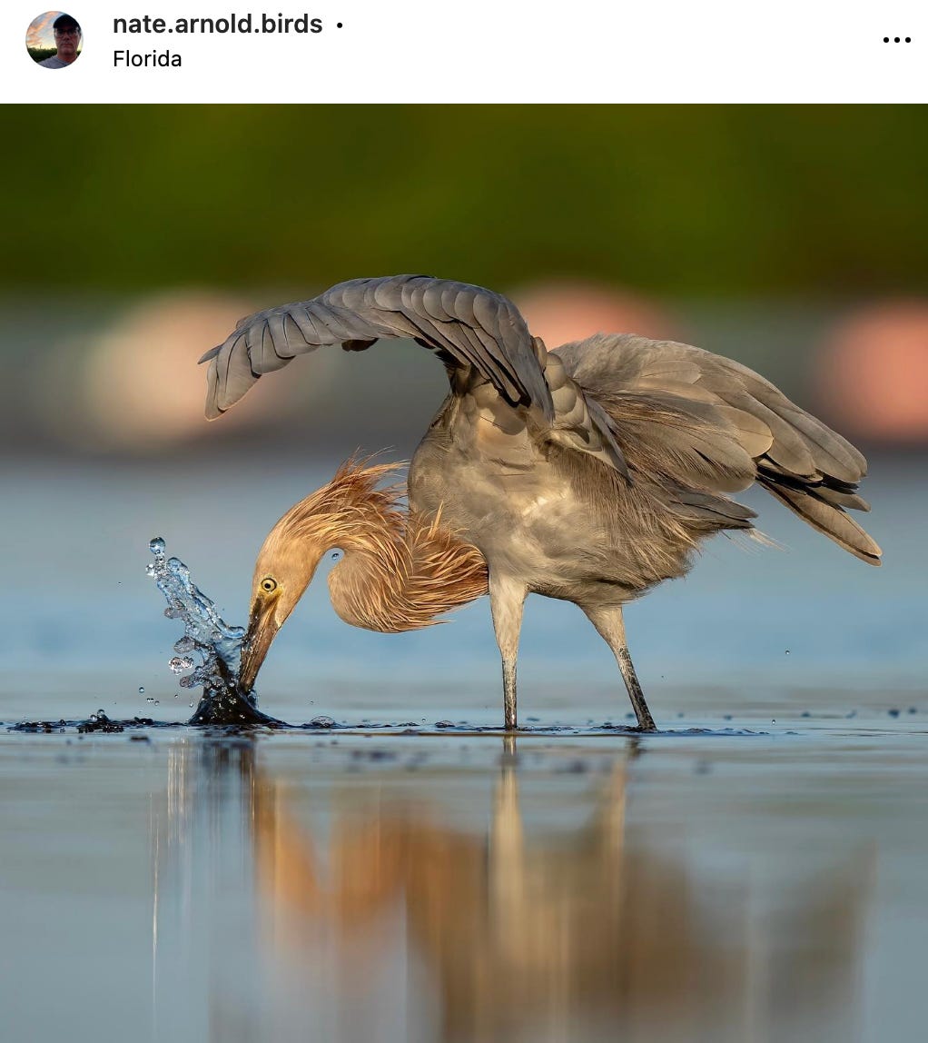 reddish egret strikes