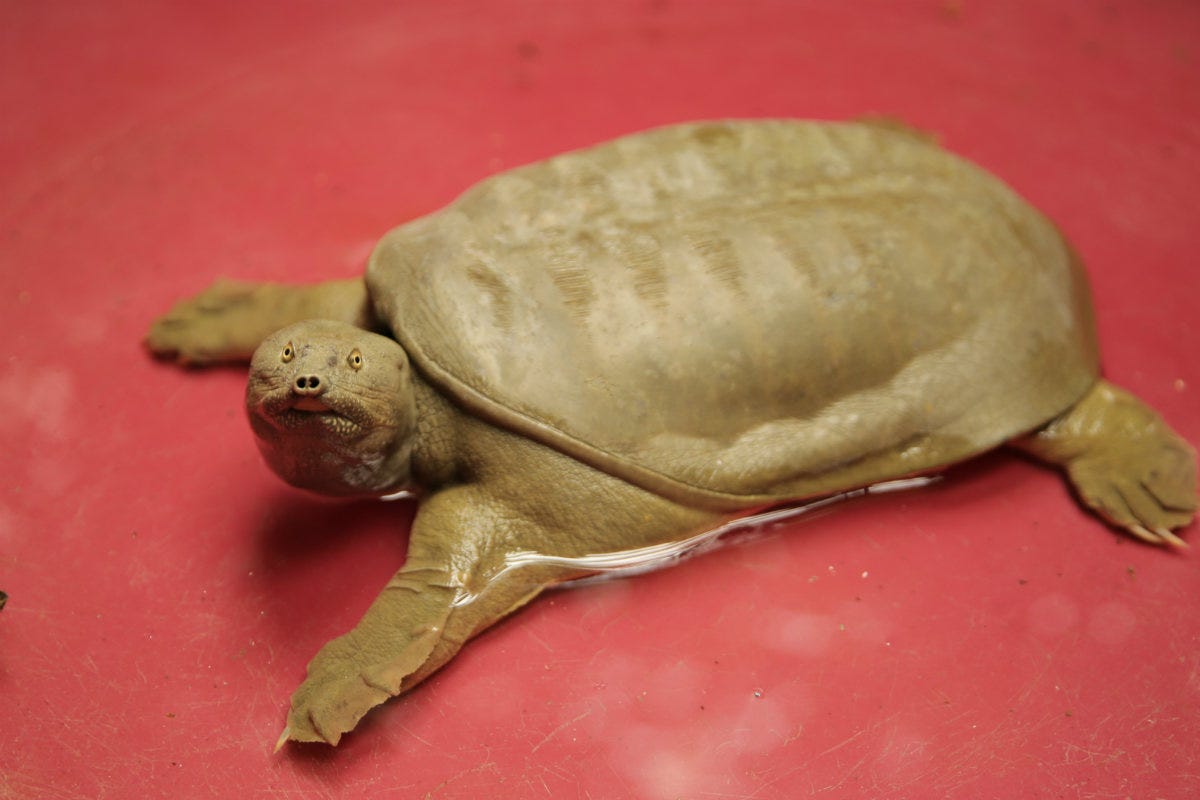 Un alieno nel lago, i Forestali recuperano una rara tartaruga guscio molle