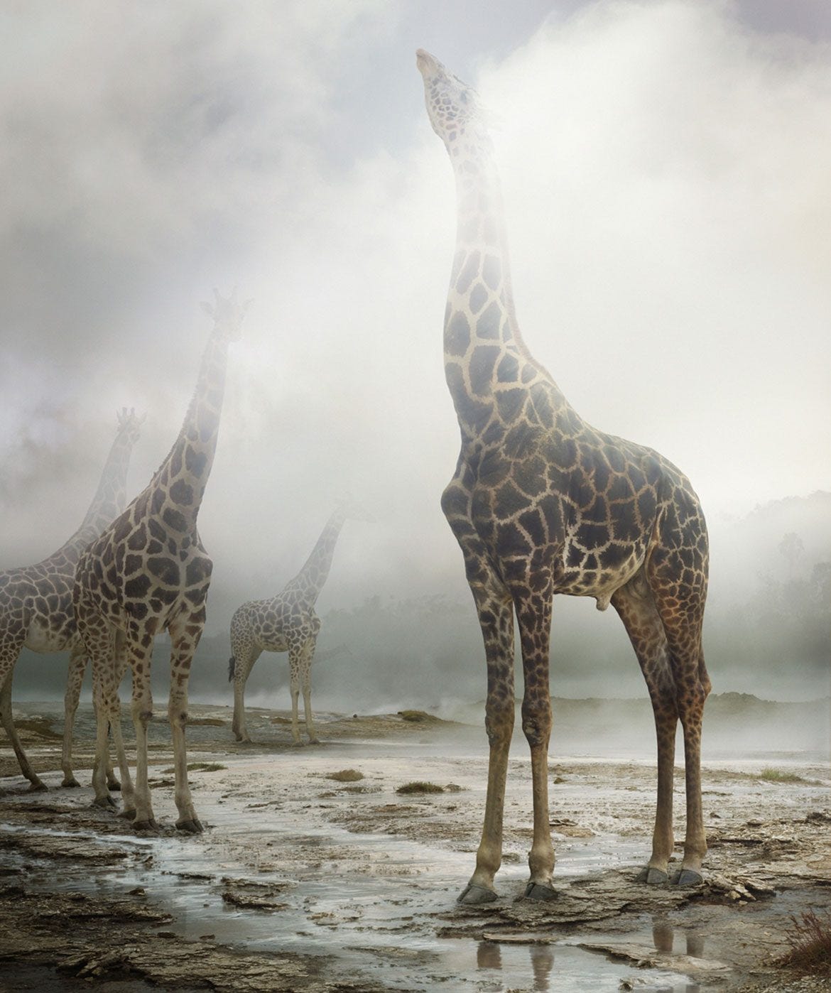 Żyrafy we mgle