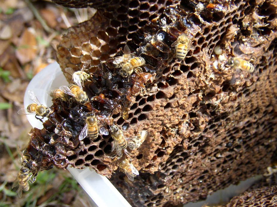Honeybees repairing broken comb