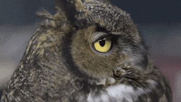 Owl turning