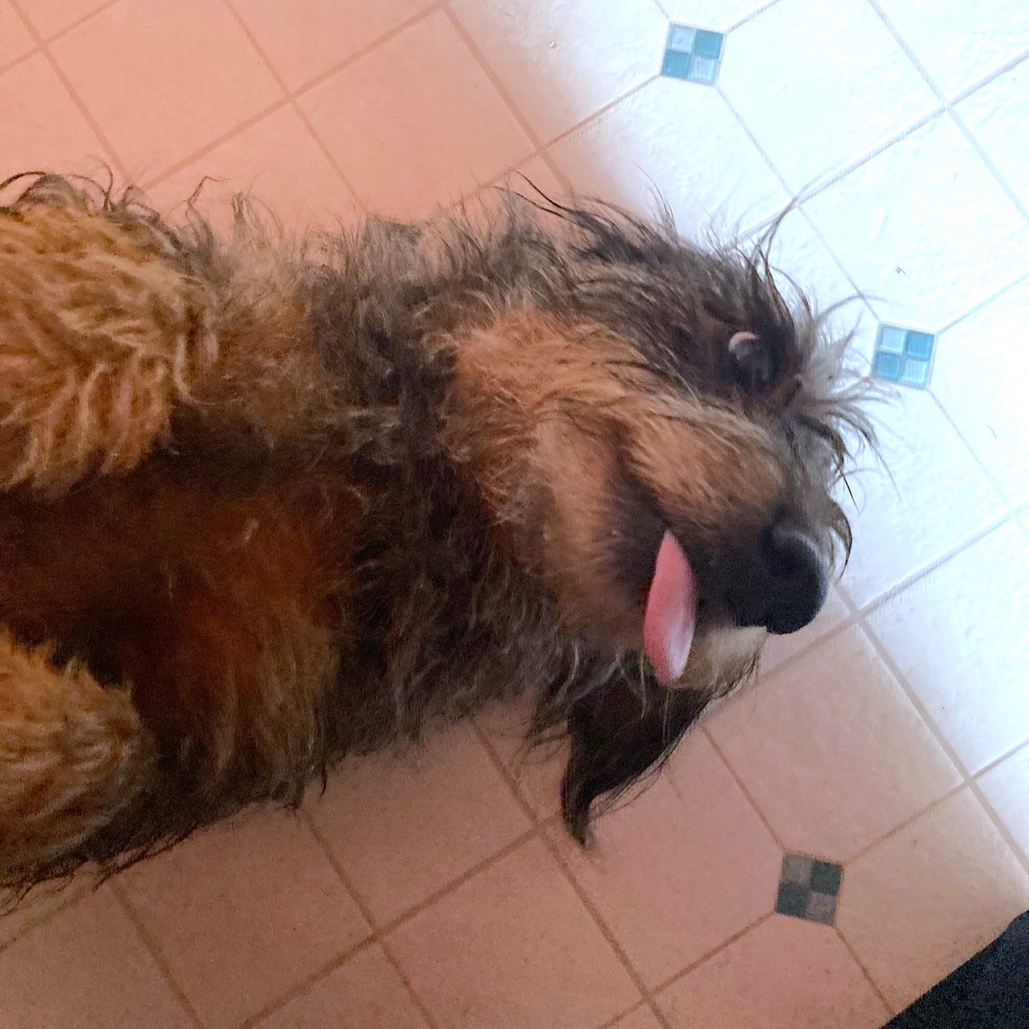 Brown wire hair dachshund lying on the floor sticking her tongue out