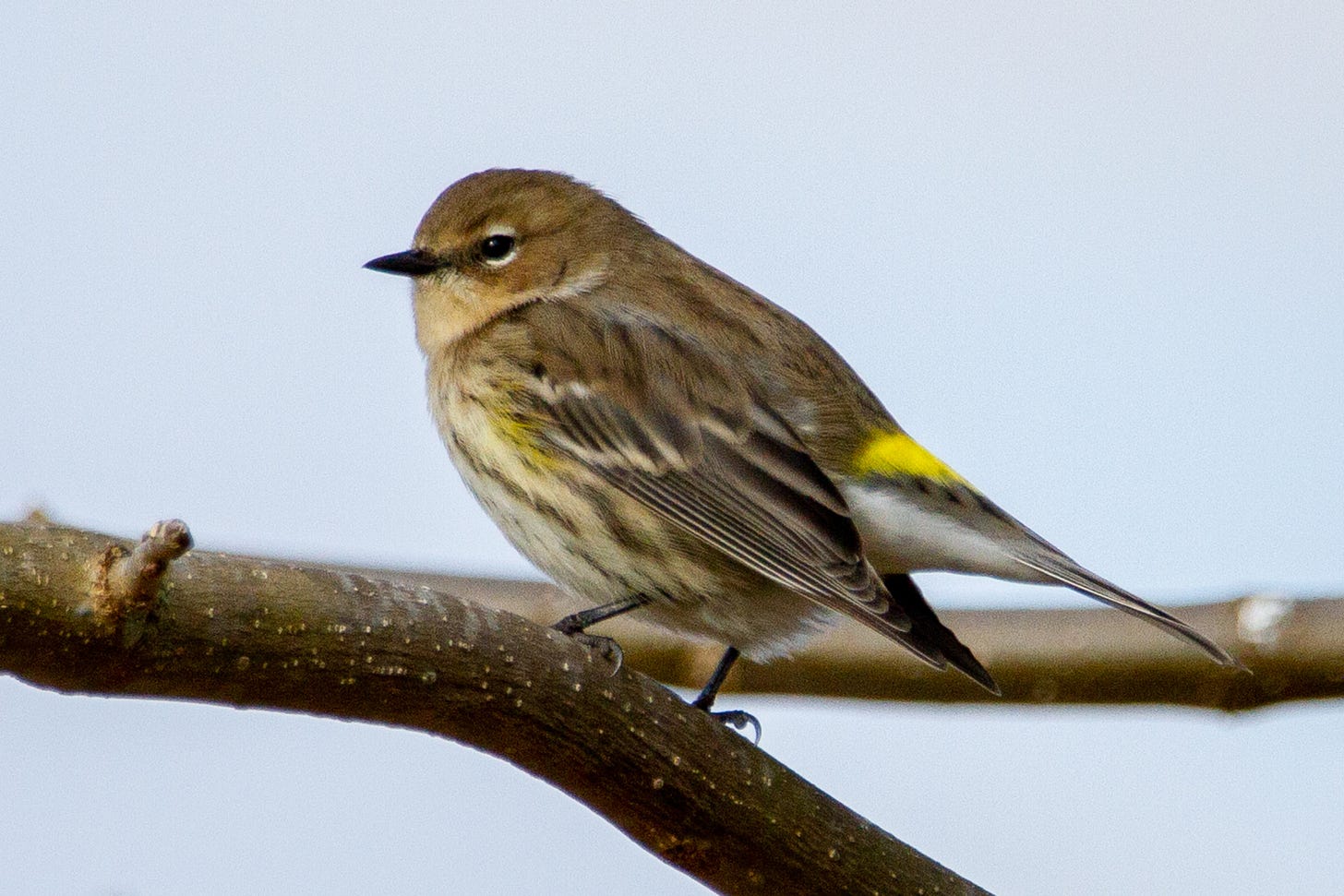 A close-up image of a yellow-rumped warbler, a small brown bird with a bright yellow patch at the base of its back above the tail