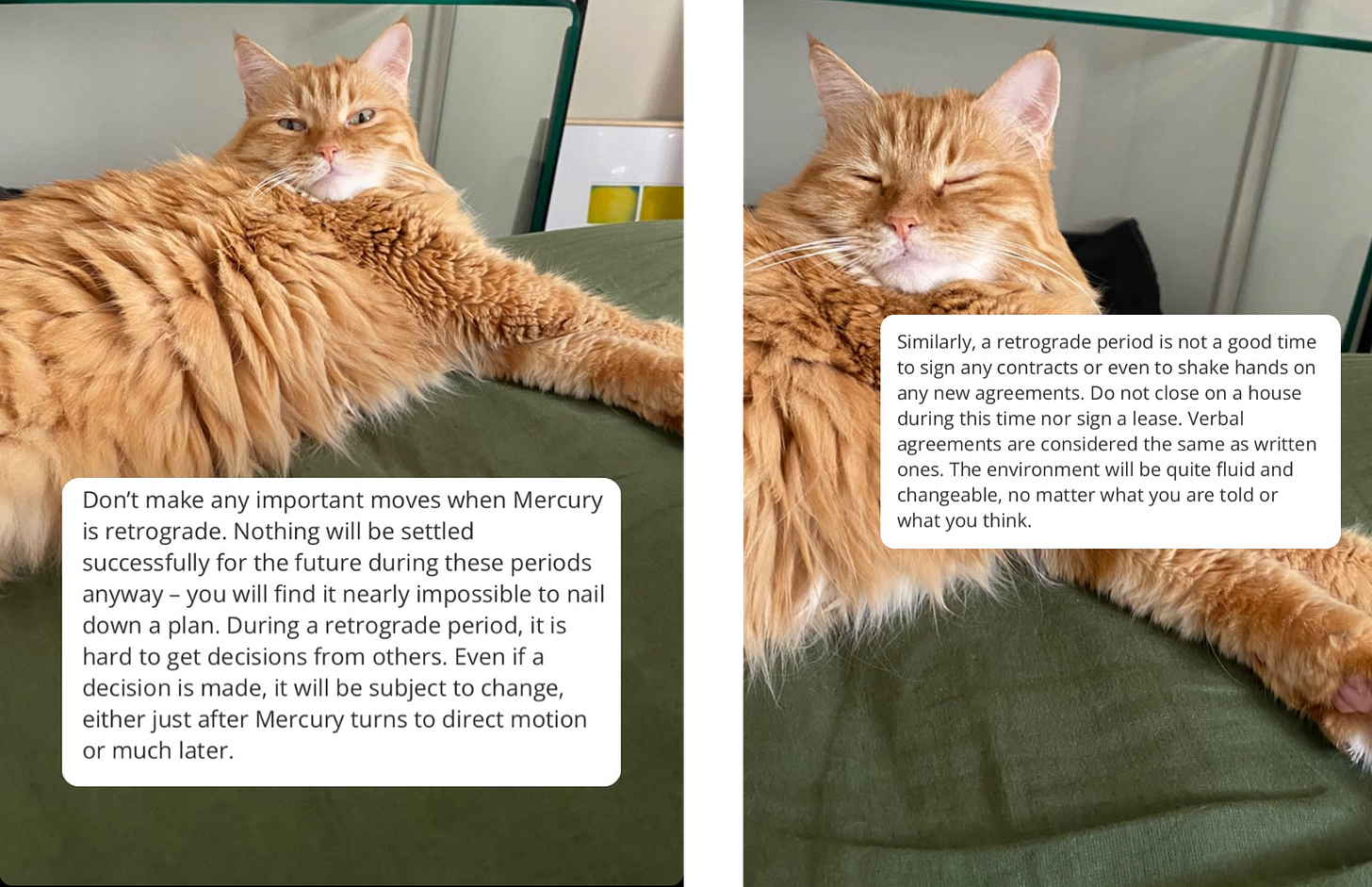 Two photographs of a fluffy orange cat lying down on a bed. There is a block of white on each photograph with black text. The left photograph reads “Don’t make any important moves when Mercury is retrograde. Nothing will be settled successfully for the future during these periods anyway - you will find it nearly impossible to nail down a plan. During a retrograde period, it is hard to get decisions from others. Even if a decision is made, it will be subject to change, either just after Mercury turns to direct motion or much later.” The text on the right reads: “similarly, a retrograde period is not a good time to sign any contracts or even to shake hands on any new agreements. Do not close on a house during this time nor sign a lease. Verbal agreements are considered the same as written ones. The environment will be quite fluid and changeable, no matter what you are told or what you think.” 