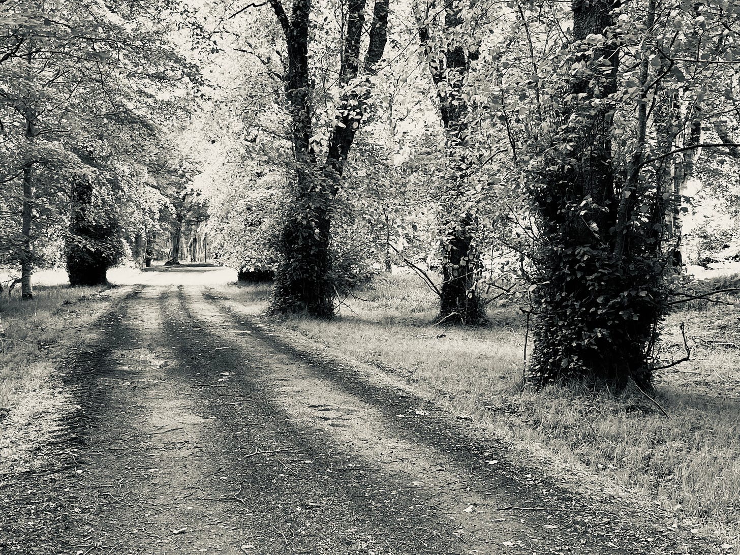 Mature lime trees line an old carriage drive; monochrome view