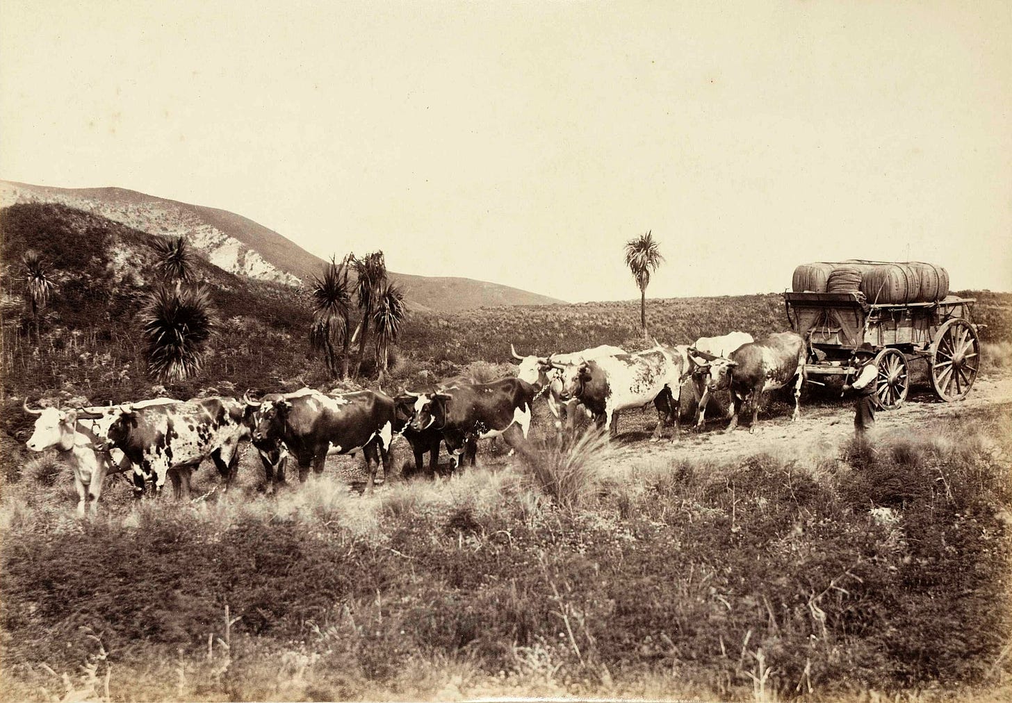 Bullock wagon carrying wool in New Zealand, c1880.