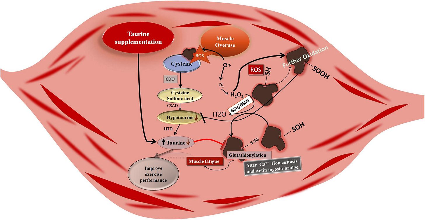 Frontiers | Taurine Reverses Oxidative Damages and Restores the Muscle  Function in Overuse of Exercised Muscle